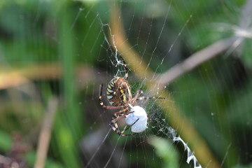 Tiger or wasp spider with prey in web