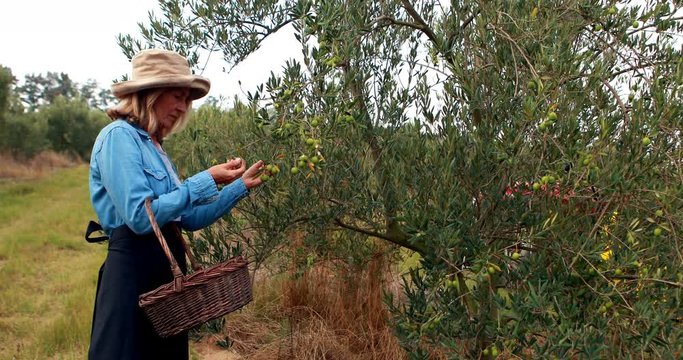 Woman harvesting olives from tree 