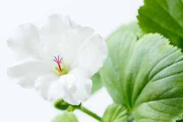 white flower on a white background