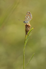 Storchschnabel-Bläuling