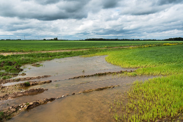 Wet field after heavy rain.