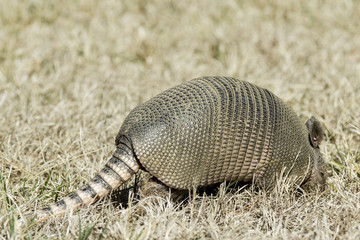 Tail end of an armadillo