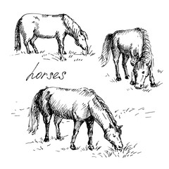 Hand drawn horses. Horses eating grass. Sketch, vector illustration.