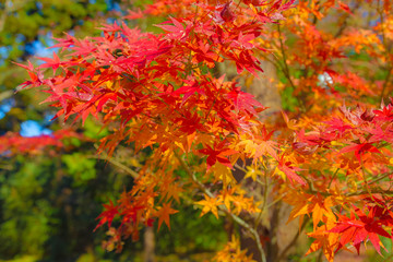 The autumn leaves.The shooting place is Kamakura city Kanagawa prefecture Japan.