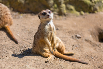 Curious meerkat in the wild