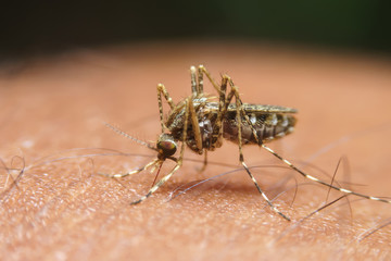 Mosquito bites and sucks blood May cause contagious diseases.