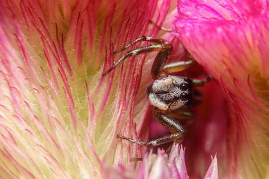 macro spider on a flower