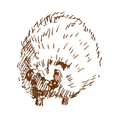Hand drawn hedgehog, wild animal. Sketch, vector illustration.