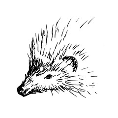 Hand drawn hedgehog, wild animal. Sketch, vector illustration.