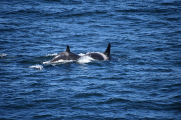 Fototapeta premium Orca Whales off the Front of our cruise Ship in Alaska