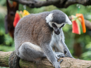 beautiful black and white ring-tailed lemur close up profile