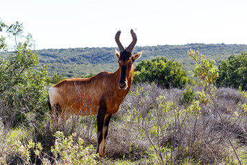 Red Hartbeest standing and looking to the side