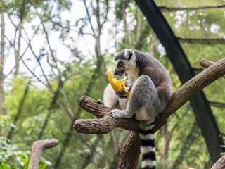 Ring-tailed lemur Lemur catta eating a banana