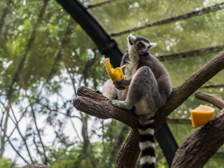 Ring-tailed lemur Lemur catta eating a banana