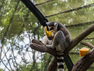 Ring-tailed lemur Lemur catta eating a banana
