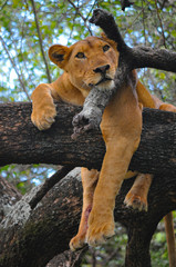 A lioness relaxing in a tree in Lake Manyara National Park, Tanzania. - obrazy, fototapety, plakaty