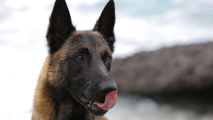 Pastor Belga Malinois