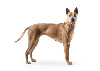 Dog. Young Thai Ridgeback dog on white backgrond