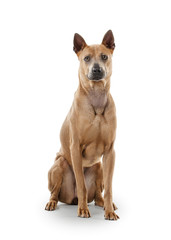 Dog. Young Thai Ridgeback dog on white backgrond