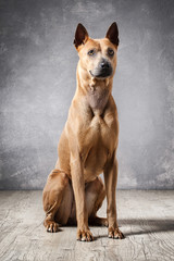 Dog. Young Thai Ridgeback dog on textured backgrond