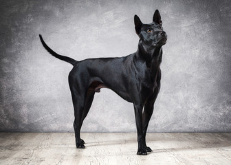 Dog. Young Thai Ridgeback dog on textured backgrond