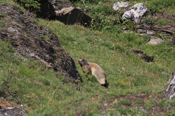 marmotte