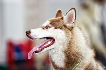 muzzle of a husky dog looking