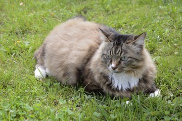 furry cat lying on green grass