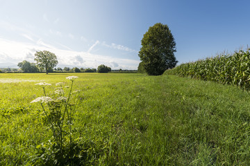 sunny meadows of Germany