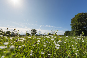 flowers in the fields of the Black Forest