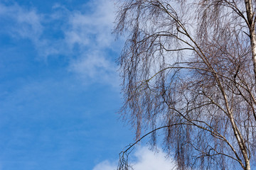 tree in the sky