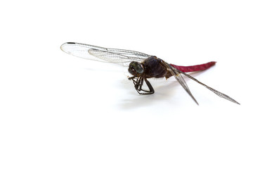 dragonfly isolated on a white background