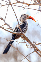 Southern Red-billed Hornbill