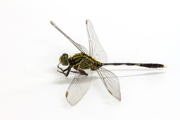 dragonfly isolated on a white background