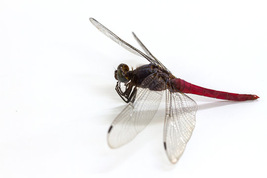 dragonfly isolated on a white background