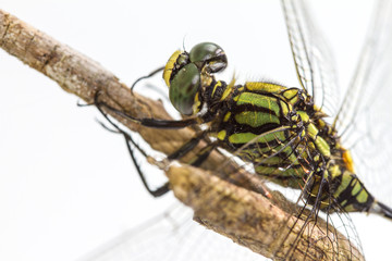 dragonfly perched on a tree branch