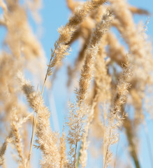 Fototapeta premium plant with seeds on a blue background