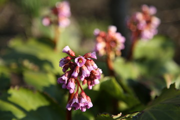 Bergenia