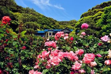 鎌倉の薔薇