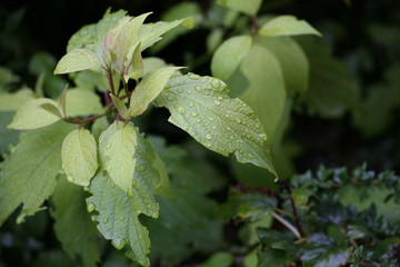 raindrops on leaves