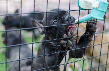 black dog drink water in cage with outdoor park, french bulldog. 