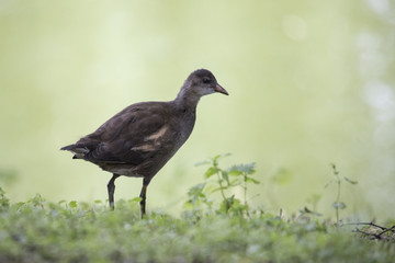 moorhen  kid