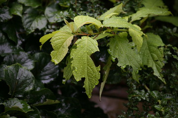raindrops on leaves
