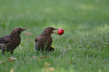 Amsel mit Kirsch