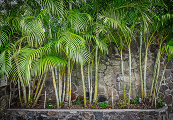Bamboo grown in the flower bed