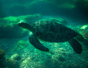 Obraz premium sea turtle III