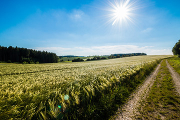 Way along a field with sun in the sky