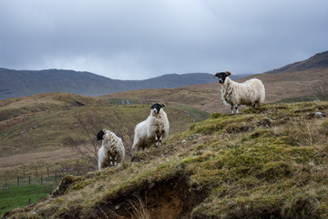 Fototapeta premium Scottish Highland sheep