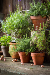 Fototapeta na wymiar Fresh and green herbs in old clay pots