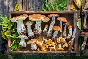Fresh wild mushrooms collected in the autumn